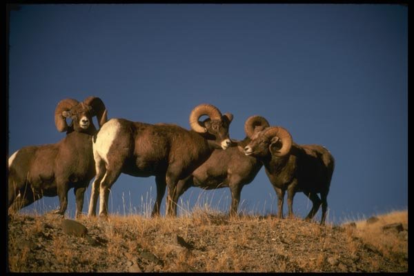 168052 Trophy Bighorn Sheep A4 Photo Print