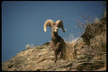 168053 Bighorn Sheep (Ram Alert On Face Of Mountain Cliff) A4 Photo Print