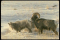 168054 Bighorn Sheep (Ram And Ewe Show Mating Behaviour) A4 Photo Print