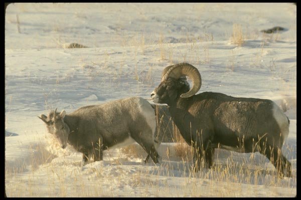 168054 Bighorn Sheep (Ram And Ewe Show Mating Behaviour) A4 Photo Print