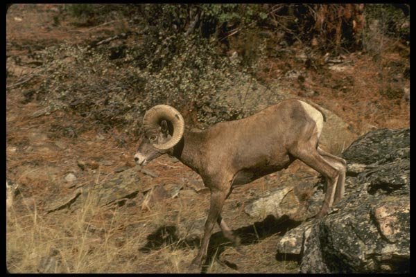 168055 Bighorn Sheep (Ram Runs For Safety Of Cliffs) A4 Photo Print