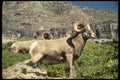 168056 Bighorn Sheep (Large Ram) A4 Photo Print