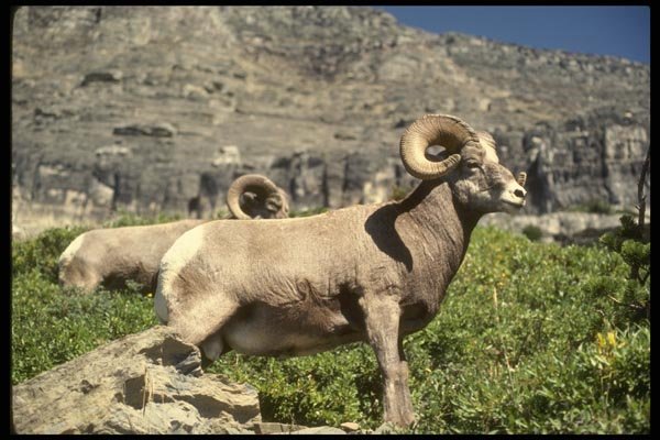168056 Bighorn Sheep (Large Ram) A4 Photo Print
