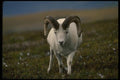 168057 Dall Sheep (Large Ram In Murky Alpine Meadow) A4 Photo Print