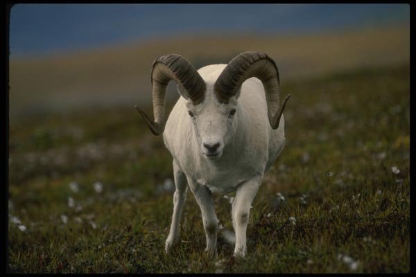 168057 Dall Sheep (Large Ram In Murky Alpine Meadow) A4 Photo Print