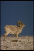 168058 Dall Sheep (Large Ram On Snowy Skyline) A4 Photo Print