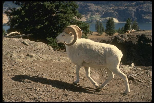 168059 Dall Sheep (Ram Walking Across Mountainside) A4 Photo Print