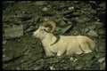 168060 Dall Sheep (Large Ram Bedded Down) A4 Photo Print
