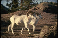 168061 Dall Sheep (Pair Of Rams) A4 Photo Print