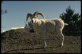 168062 Dall Sheep (Ram Alert And Ready To Flee) A4 Photo Print
