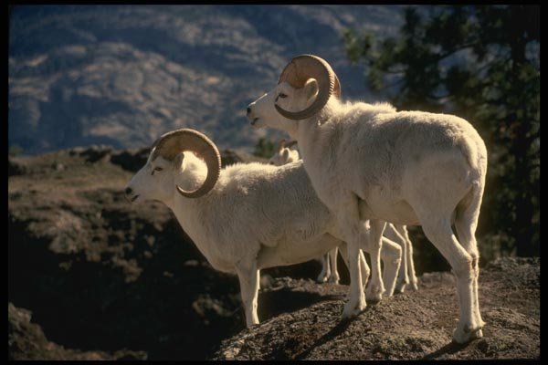 168063 Dall Sheep (Pair Of Rams Alert On Mountain Peak) A4 Photo Print