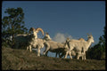 168064 Dall Sheep (Small Band Skylined On Mountainside) A4 Photo Print