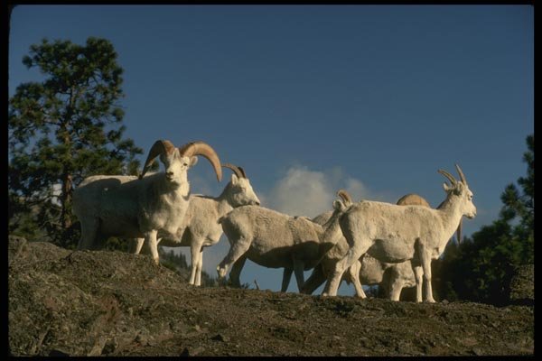 168064 Dall Sheep (Small Band Skylined On Mountainside) A4 Photo Print