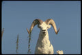 168065 Dall Sheep (Large Ram And Lamb) A4 Photo Print