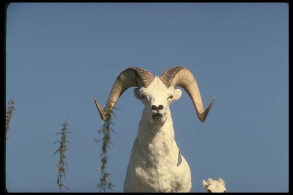 168065 Dall Sheep (Large Ram And Lamb) A4 Photo Print