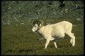 168066 Dall Sheep (Large Ram) A4 Photo Print