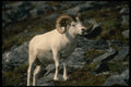 168067 Dall Sheep (Large Ram) A4 Photo Print