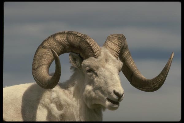 168068 Dall Sheep (Large Ram) A4 Photo Print