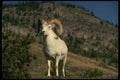 168069 Dall Sheep (Ram Alert On Mountain Crest) A4 Photo Print