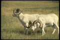 168070 Dall Sheep (Pair Of Large Rams In Alpine Pasture) A4 Photo Print