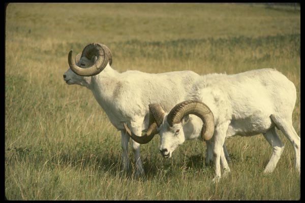 168070 Dall Sheep (Pair Of Large Rams In Alpine Pasture) A4 Photo Print