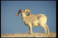 168071 Dall Sheep (Large Ram On Snowy Skyline) A4 Photo Print