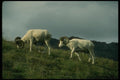 168072 Dall Sheep (Large Rams) A4 Photo Print
