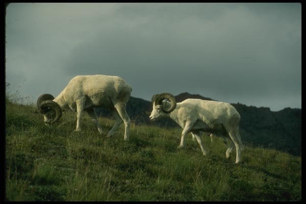 168072 Dall Sheep (Large Rams) A4 Photo Print