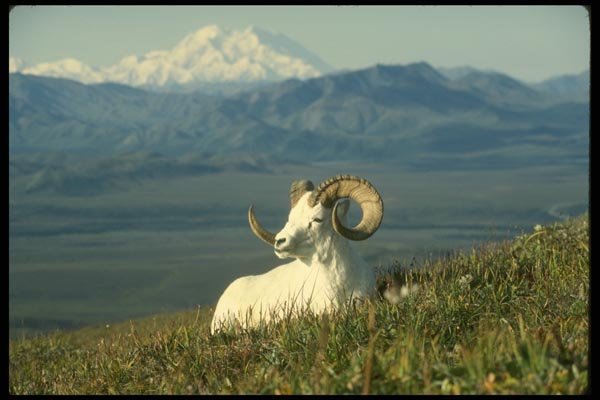 168073 Dall Sheep (Large Ram Lying Down) A4 Photo Print