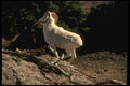 168074 Dall Sheep (Ram Running Acroos Mountainside) A4 Photo Print