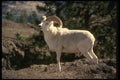 168075 Dall Sheep (Ram Alert On Mountainside) A4 Photo Print