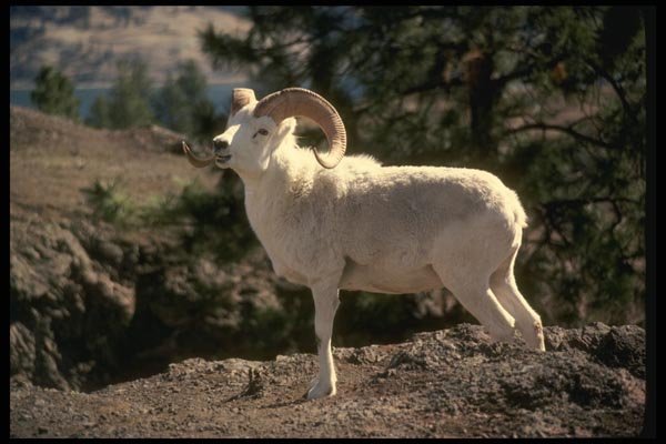 168075 Dall Sheep (Ram Alert On Mountainside) A4 Photo Print