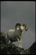 168076 Dall Sheep (Large Ram) A4 Photo Print