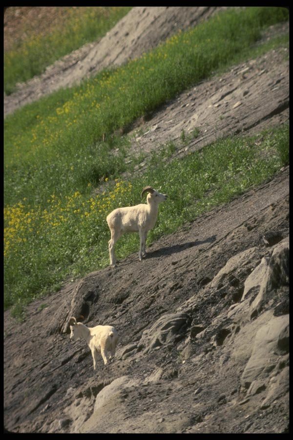 168077 Dall Sheep (Pair Of Young Rams) A4 Photo Print