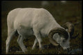 168078 Dall Sheep (Large Ram Grazing) A4 Photo Print