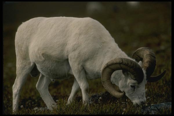 168078 Dall Sheep (Large Ram Grazing) A4 Photo Print