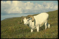 168079 Dall Sheep (Large Ram Grazing) A4 Photo Print