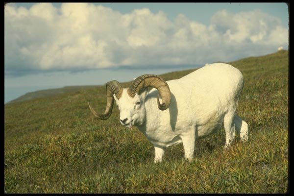 168079 Dall Sheep (Large Ram Grazing) A4 Photo Print