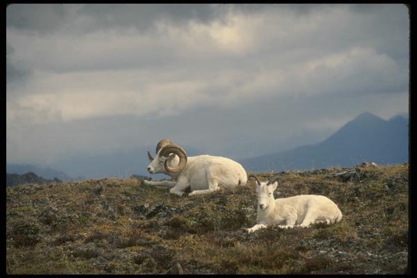 168080 Dall Sheep (Rams Bedded Down) A4 Photo Print