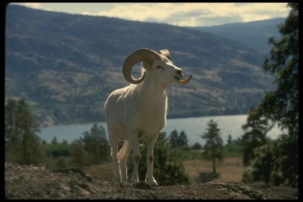 168081 Dall Sheep (Ram Alert On Mountainside) A4 Photo Print