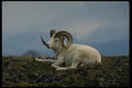 168082 Dall Sheep (Large Ram Lying Down) A4 Photo Print