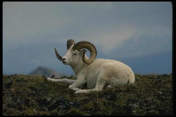168082 Dall Sheep (Large Ram Lying Down) A4 Photo Print