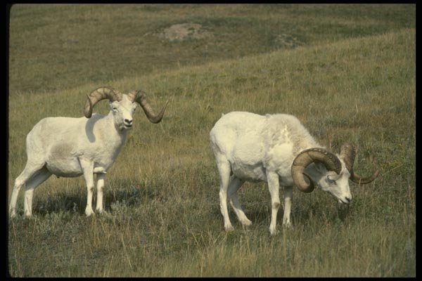 168083 Dall Sheep (Large Rams In Alpine Pasture) A4 Photo Print