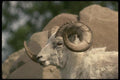 168084 Dall Sheep (Large Ram) A4 Photo Print