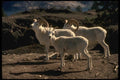 168085 Dall Sheep (Small Band) A4 Photo Print
