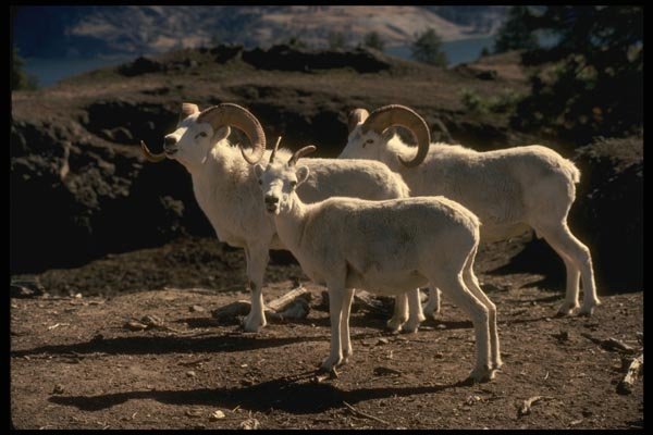 168085 Dall Sheep (Small Band) A4 Photo Print