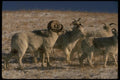 168086 Dall Sheep (Mixed Band) A4 Photo Print