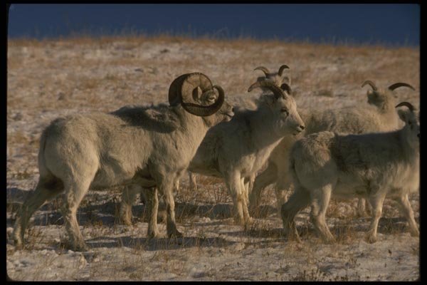 168086 Dall Sheep (Mixed Band) A4 Photo Print