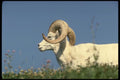 168087 Dall Sheep (Large Ram) A4 Photo Print
