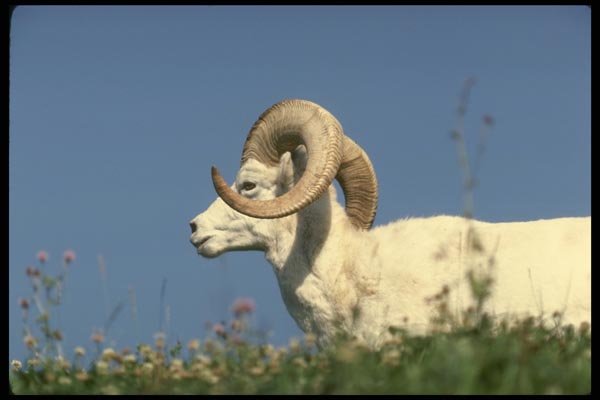 168087 Dall Sheep (Large Ram) A4 Photo Print